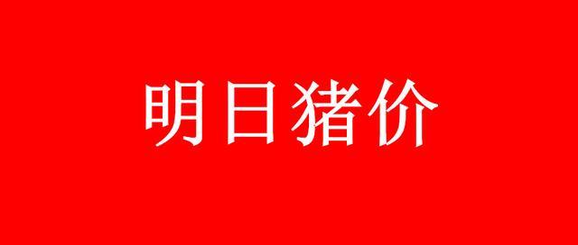今日生猪最新价格揭秘，市场走势分析与行情解读！