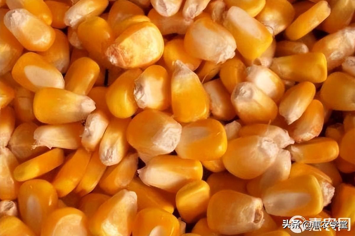 最新玉米价格行情分析与趋势预测