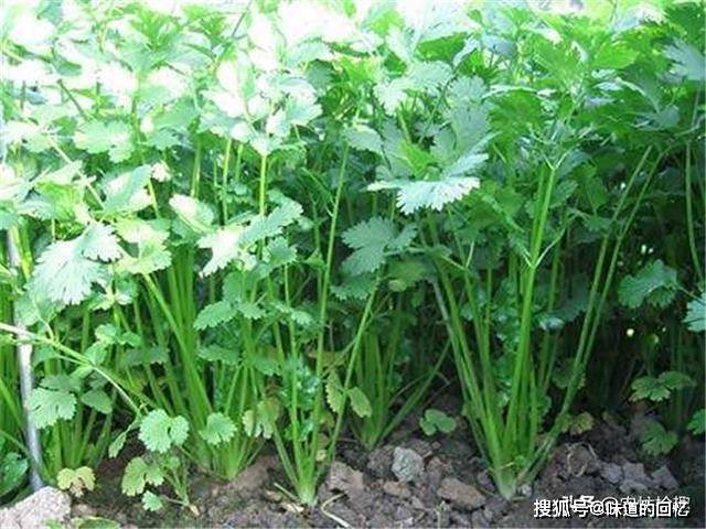香菜价格最新行情