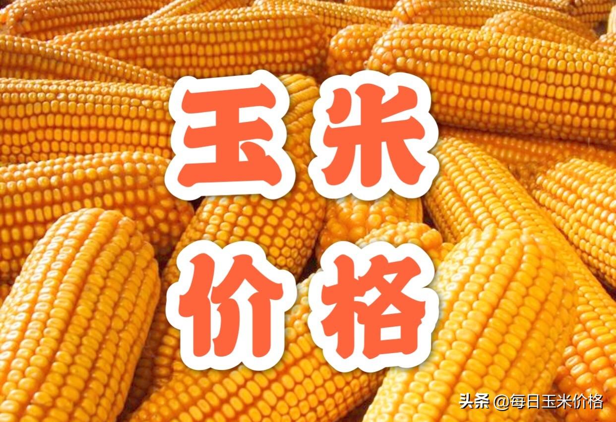 最新玉米行情