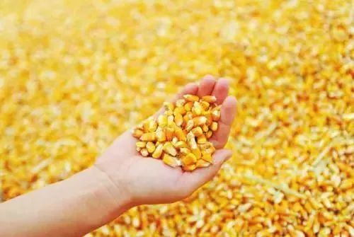 玉米收购价格最新行情