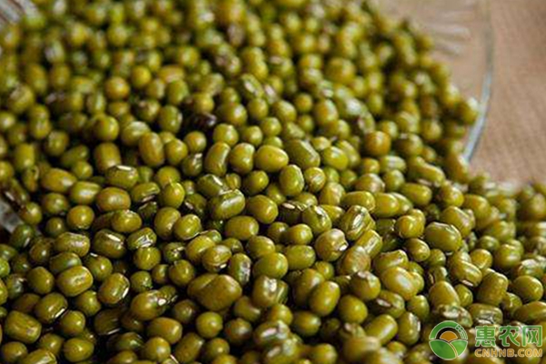 绿豆价格最新行情