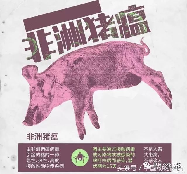 非洲猪瘟疫情