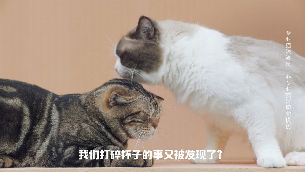 猫咪app最新版,猫咪app最新版，探索自然美景的旅行，寻找内心的宁静