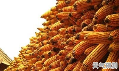 辽宁玉米最新价格行情解析，洞悉市场动态