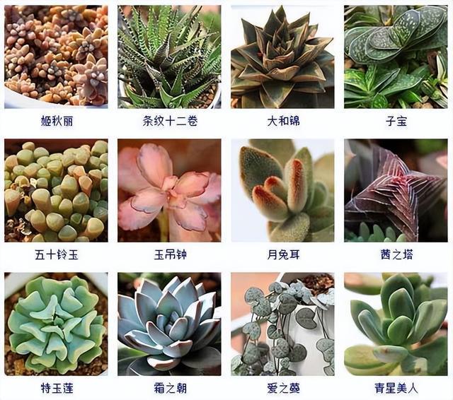 多肉植物图鉴