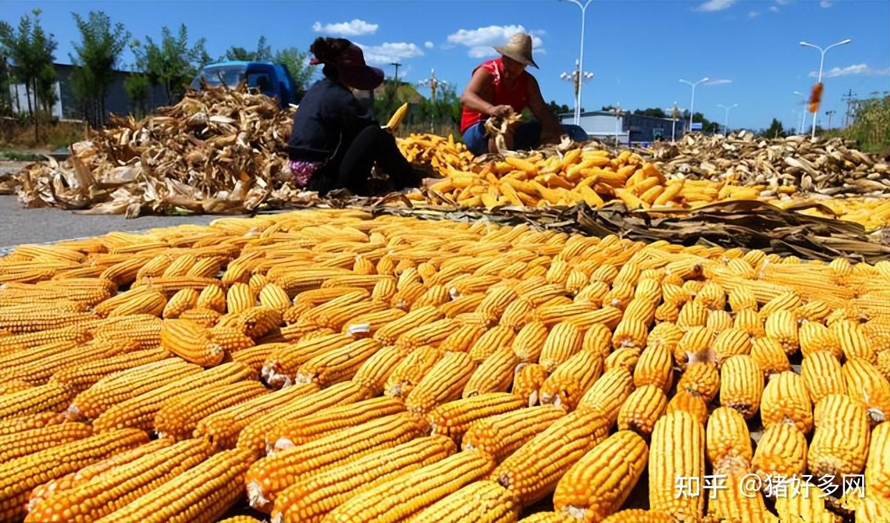 牡丹江玉米最新价格