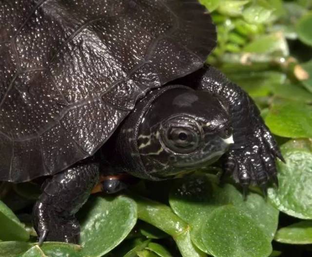 黑颈乌龟最新价格行情动态更新🐢💰