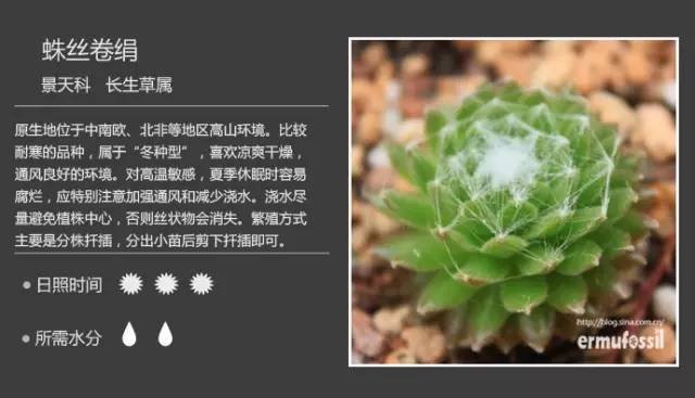 巷弄中的绿意秘境探索