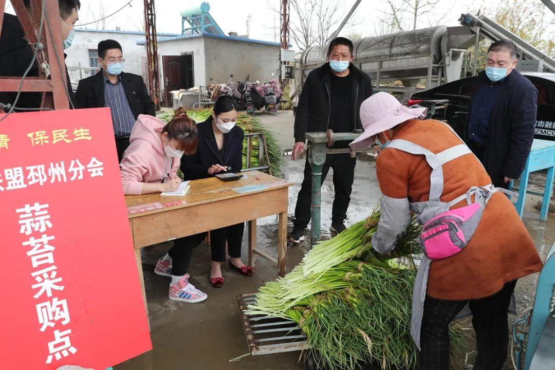 邳州蒜苔价格