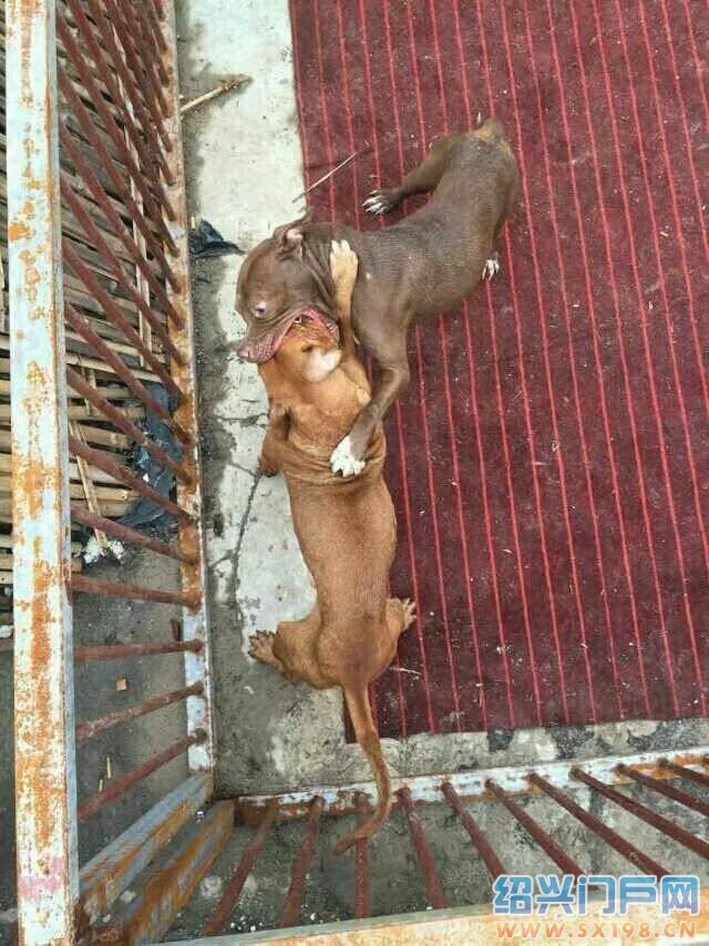 潮汕小巷斗狗盛宴
