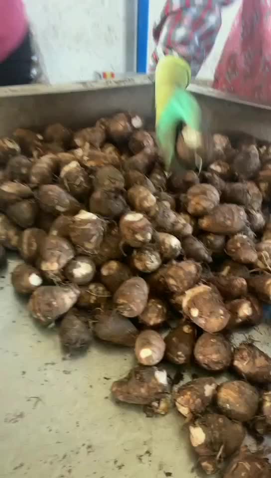 山东芋头最新价格行情更新及趋势分析