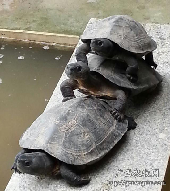 黑颈乌龟最新价格行情