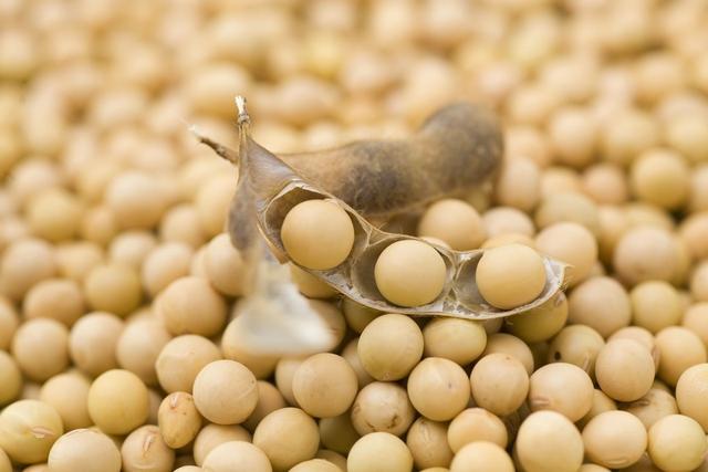 黑龙江大豆最新价格