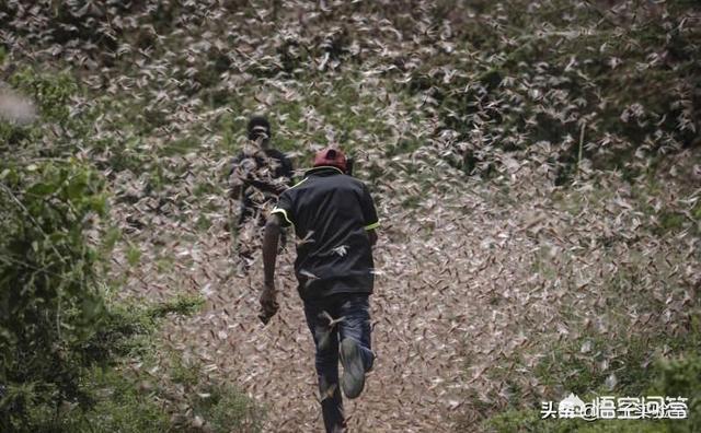 蝗虫最新动态及其影响深度解析，一场不容忽视的探讨