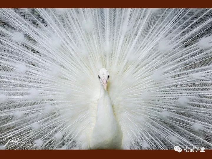 魅力与神秘