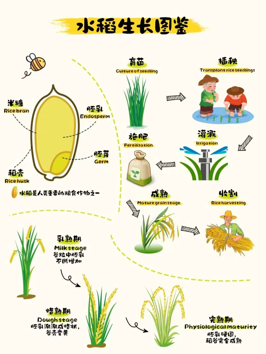 种子成长