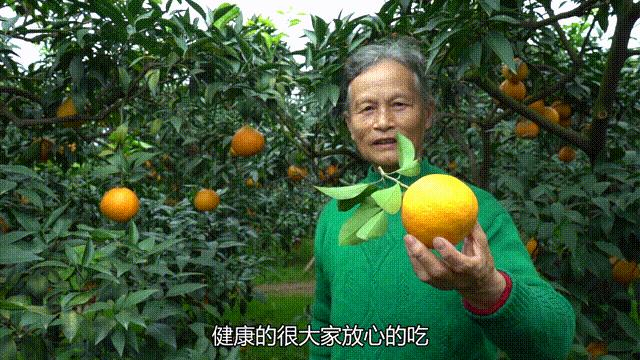橙子上市季节