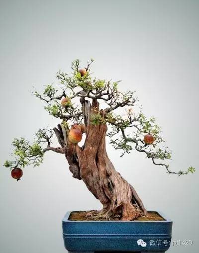 石榴盆景图片
