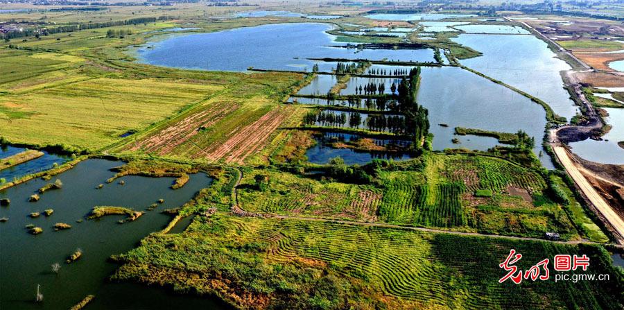 蒙城湿地公园最新动态