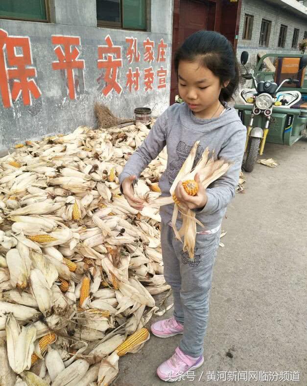 临汾玉米最新价格