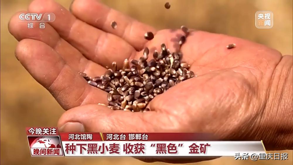馆陶鸡蛋今日最新价格行情报告，揭秘今日行情📣🥚