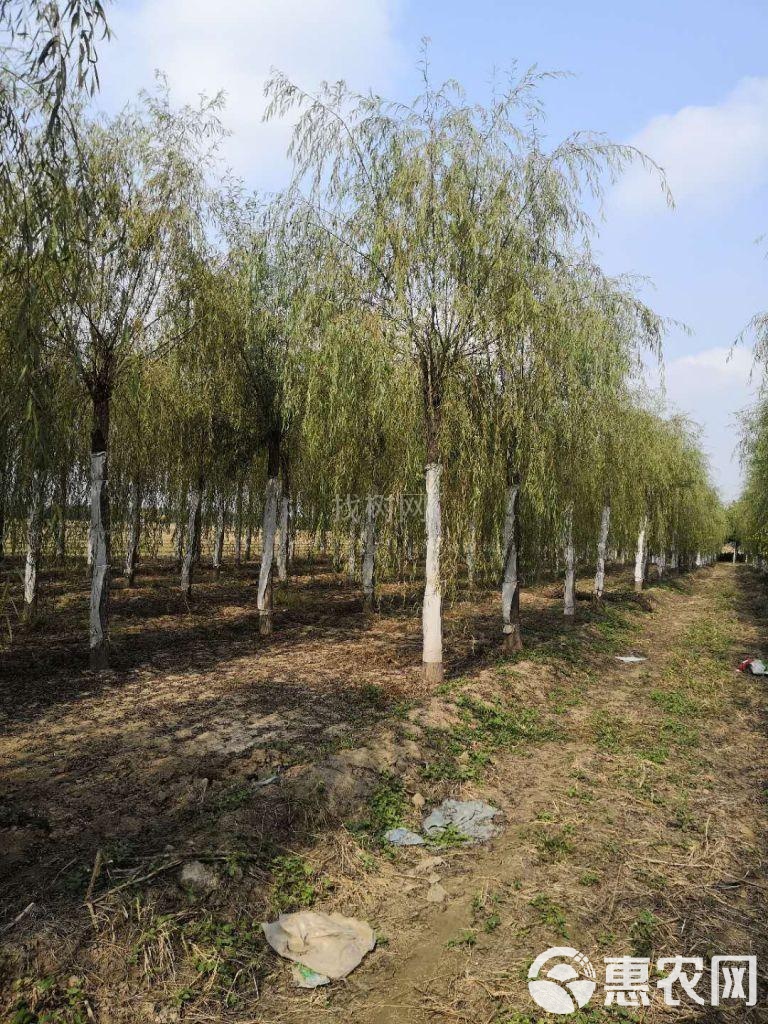垂杨柳危改最新动态更新，最新消息汇总