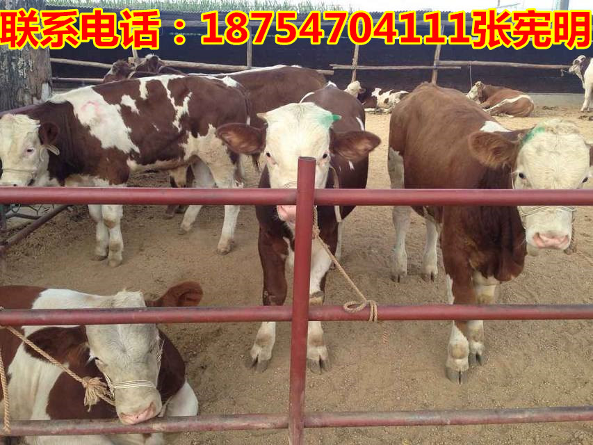 小牛犊最新价格