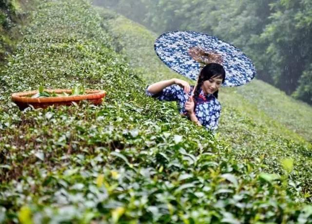 最新早茶语