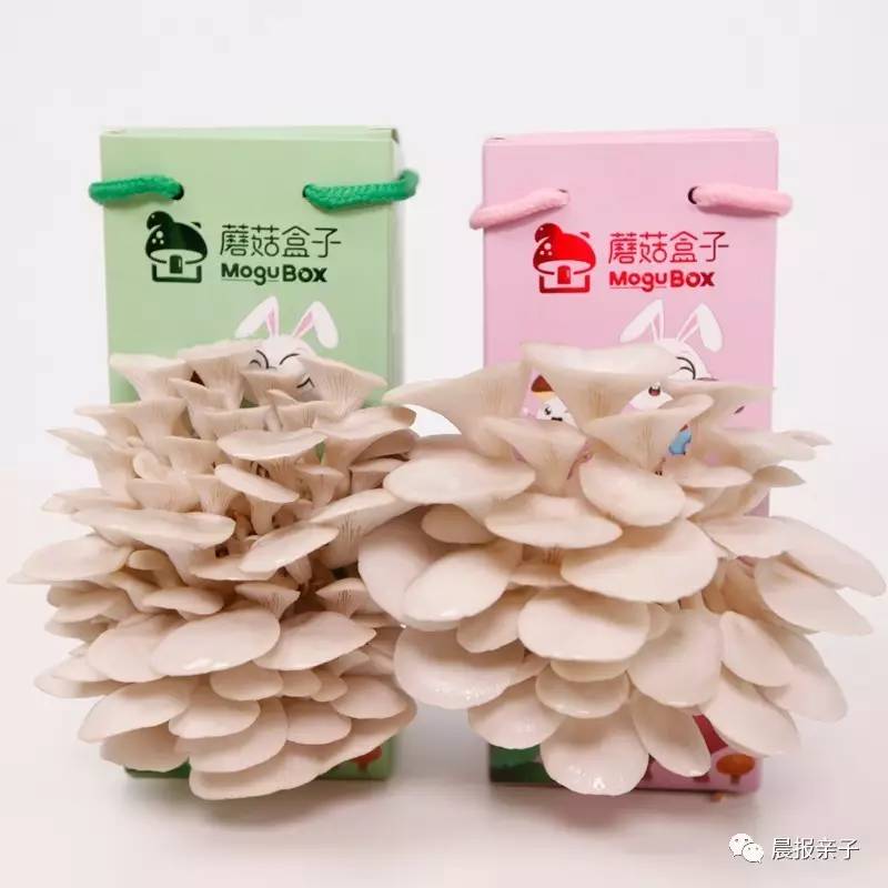 蘑菇盒子探险