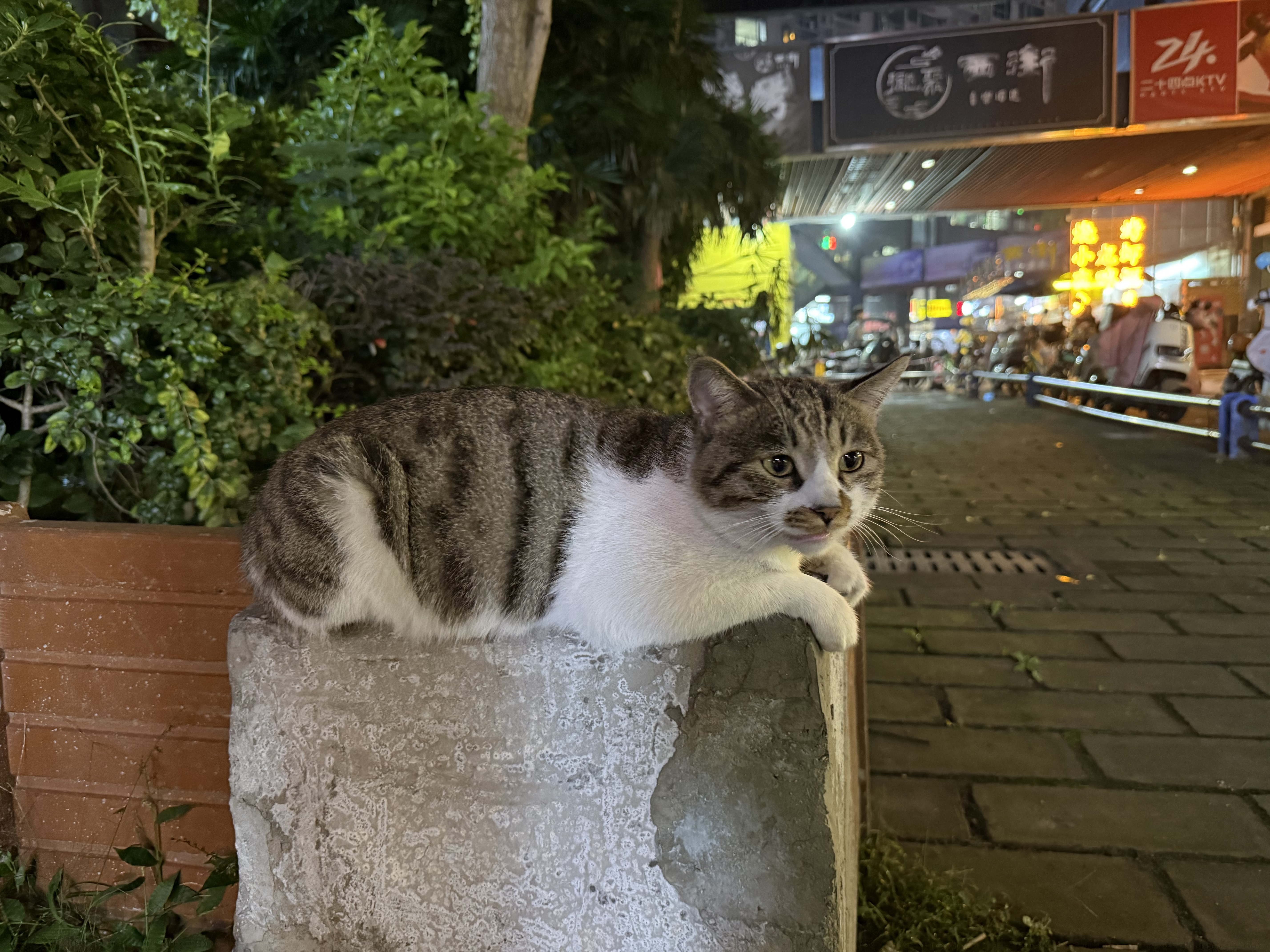 猫咪卡的新探索