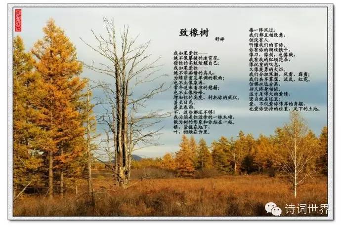 舒婷最新诗歌
