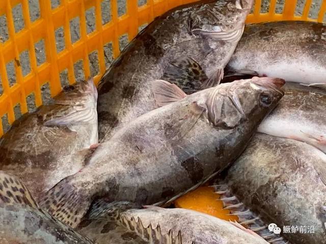 桂鱼最新价格