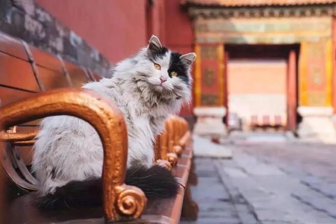 历史与现代交融的故宫精灵