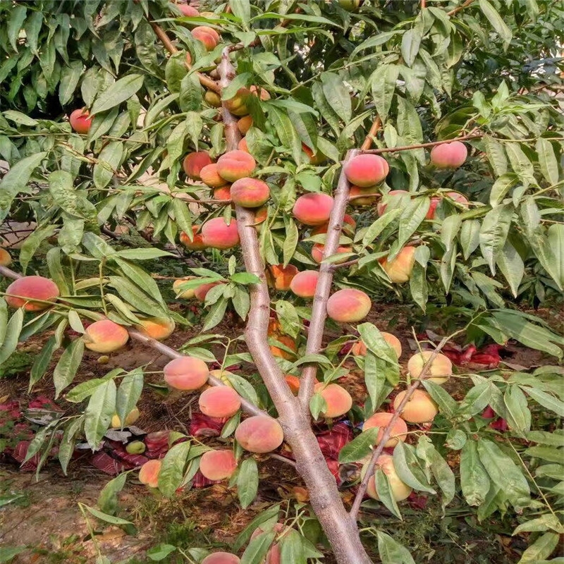 桃苗种植