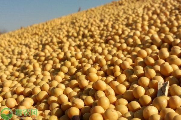 黄豆最新价格