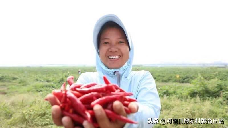 河南柘城辣椒市场价格行情