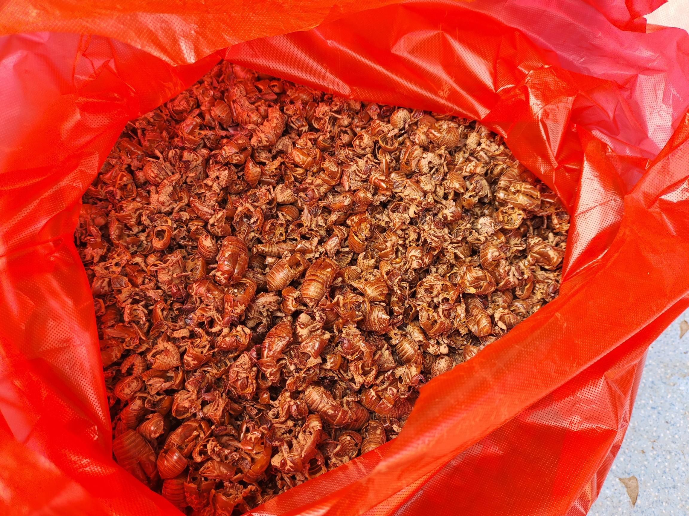 最新蝉蜕市场价格行情及趋势分析