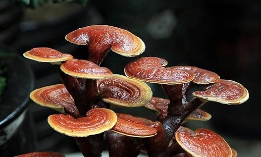灵芝价格