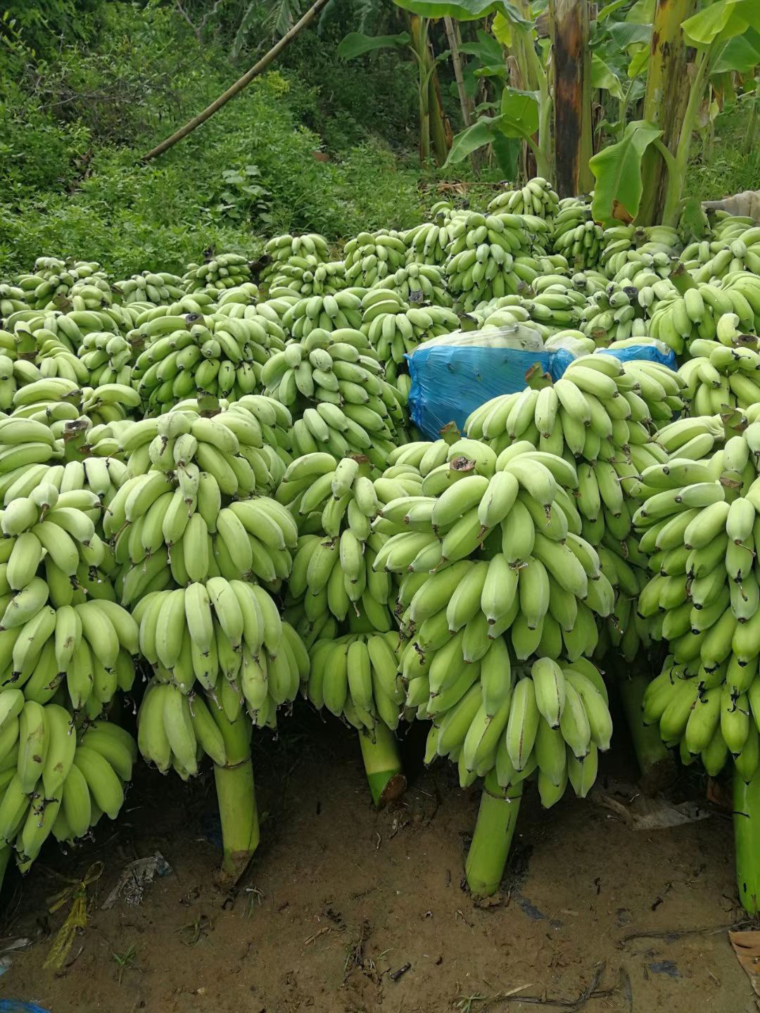 粉蕉行情深度解析🍌