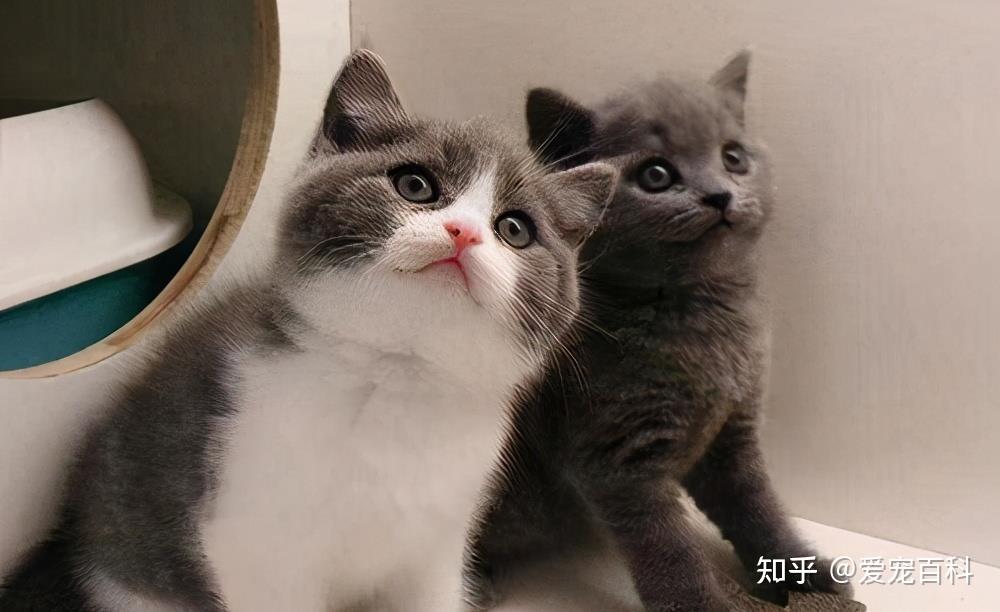 英短猫价格，科技与生活的优雅交融