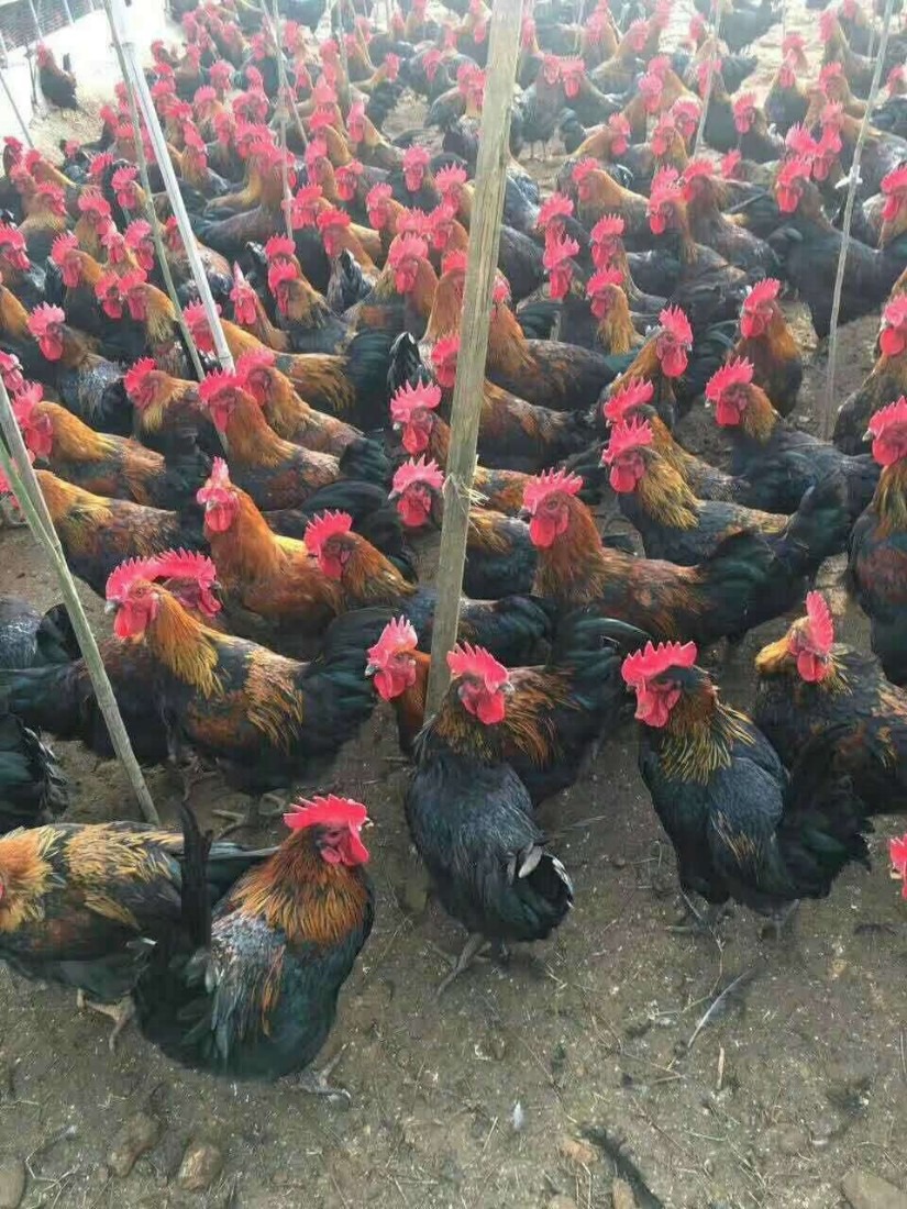 青脚麻鸡价格行情