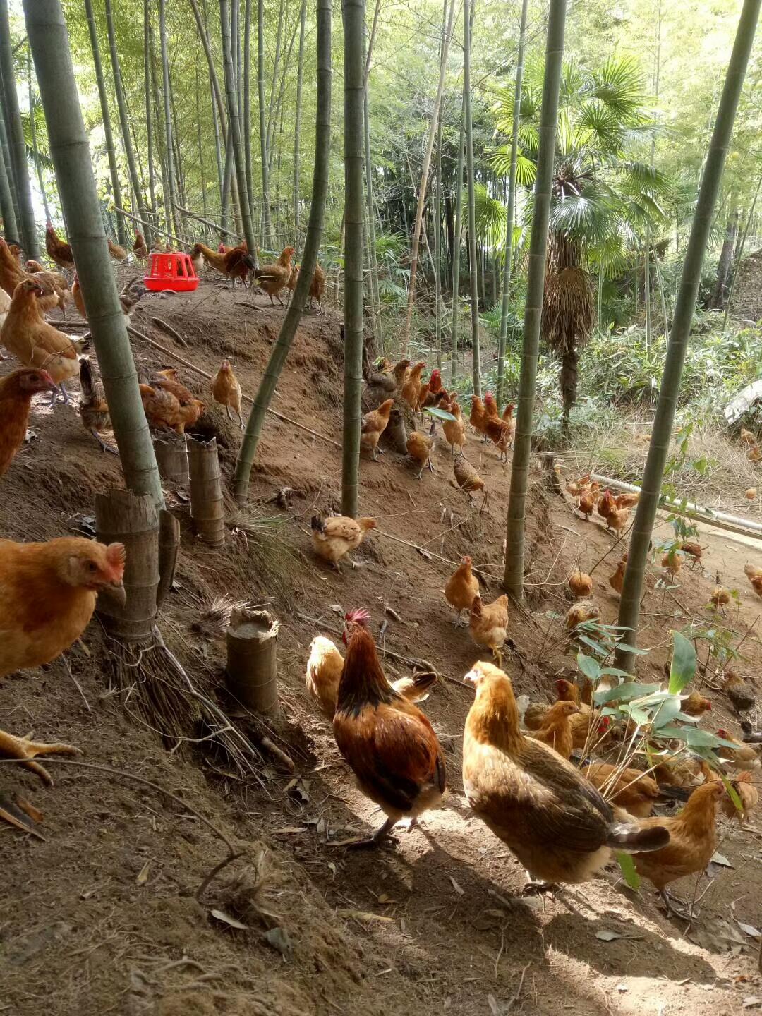 分析
