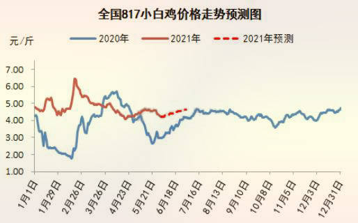 最新817毛鸡价格及分析概述
