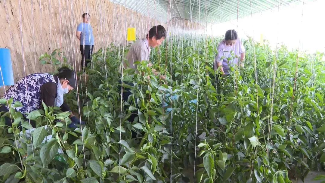 科技引领新生活，西红柿最新行情走势尽在掌握