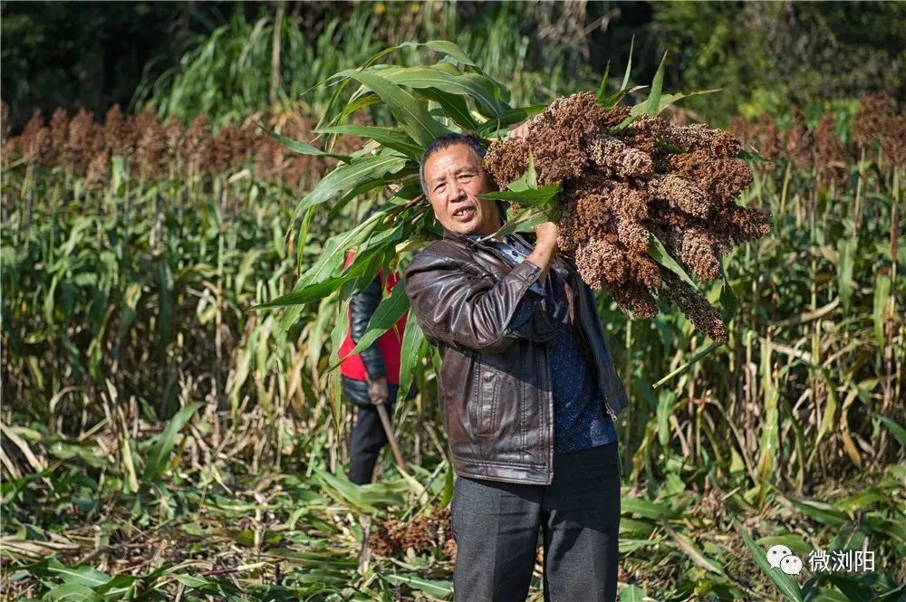 高粱价格最新行情与寻找内心平静的自然美景之旅