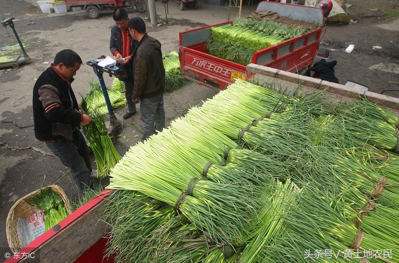 今乡大蒜最新价格