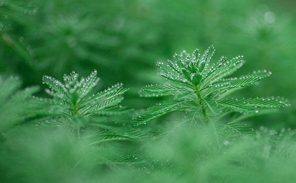 青草最新视频