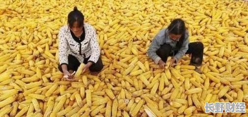 德州玉米最新价格