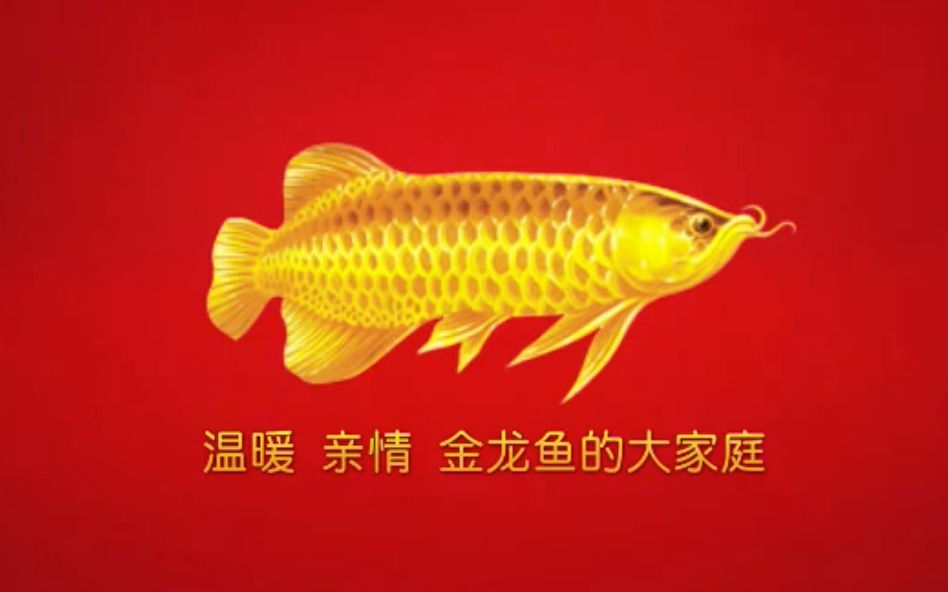 金龙鱼最新动态